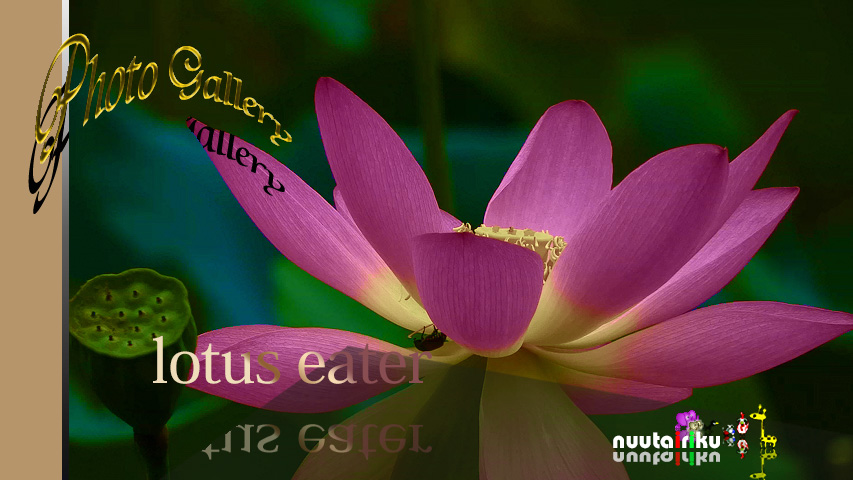 nuutairiku photo_lotus eater_2021